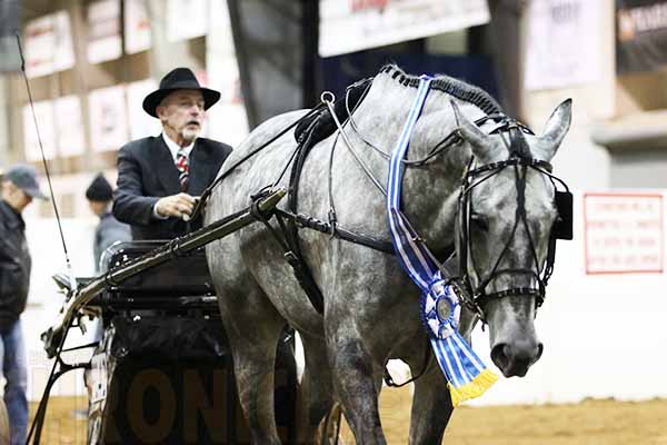 Brian Holmes and Levites Win 2017 Congress Junior Pleasure Driving