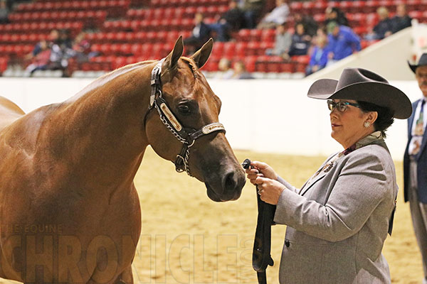 Rowan/Dimplez and Jubb/Hip Hip Haray Crowned Elite Halter Futurity Champions in Amateur Mares