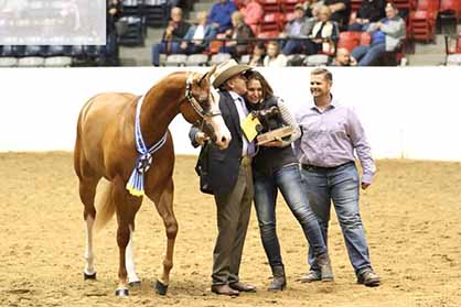 10/17- 2017 QH Congress- Yearling Geldings/Elite Halter Futurity