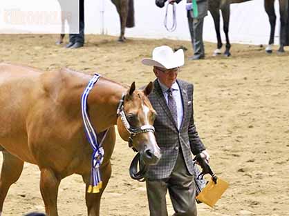 10/17- QH Congress Results- Open Performance Halter Geldings