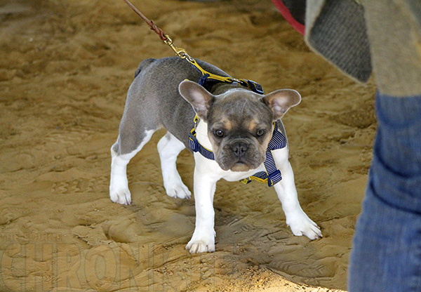 Certain Popular Horse Show Dogs Breeds May Face Health Issues