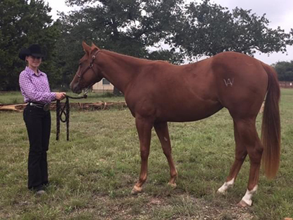 2017 AQHA Young Horse Development Scholarship Winners