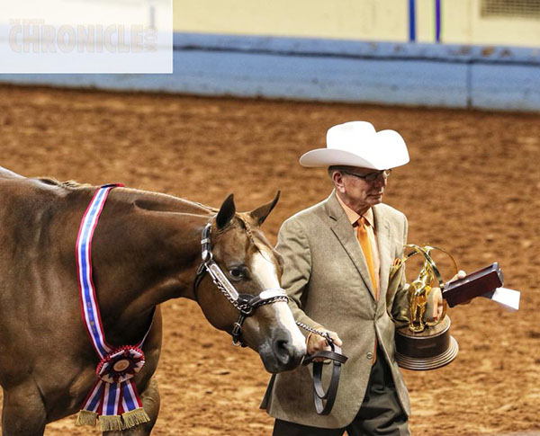 AQHA Halter Champions Include Castle/Hesakeeper, Turner/Big Time Addiction, and Roark/Squires Famous Doll, Bee Jewelled, Legacee