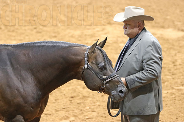 11/9- 2017 AQHA World Show- Open Performance Halter