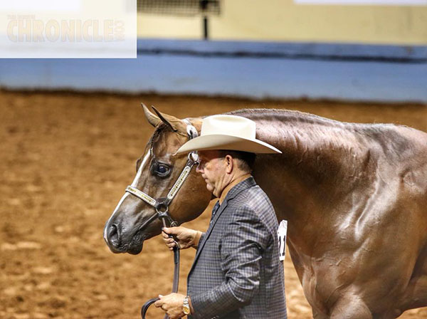 Morning AQHA Halter Champions Include Ross Roark With Sheza Secret Fantasy, Secretist, I Am Relentless, Hez Outa The Box, and It’s Gameday