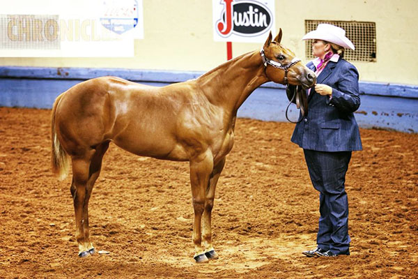 Morning AQHA World Halter Champions Include Wallinger-Rowan, Cassata, and Lincoln