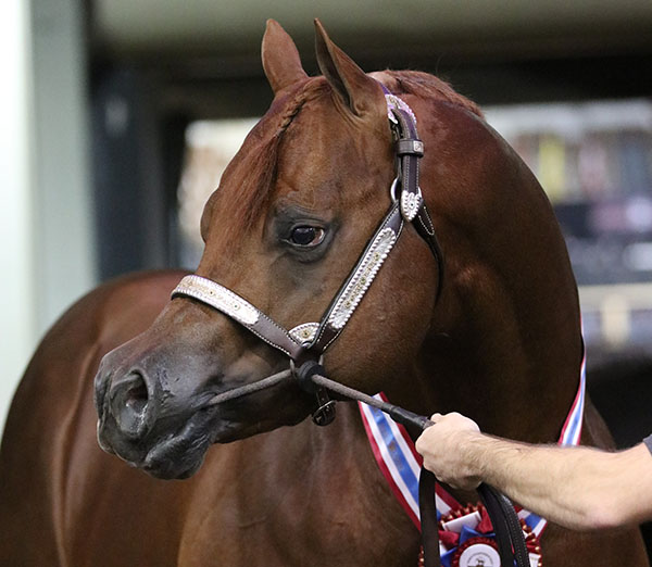 Today’s AQHA World Halter Champions Include Weakly/Bad An Boujee, Anding/Lu Scion, Kennedy/Inspirado, Eurez/Best Kept Secrete, and More!