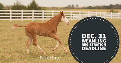 Dec. 31st is APHA Weanling Registration Deadline- View the Step by Step Process