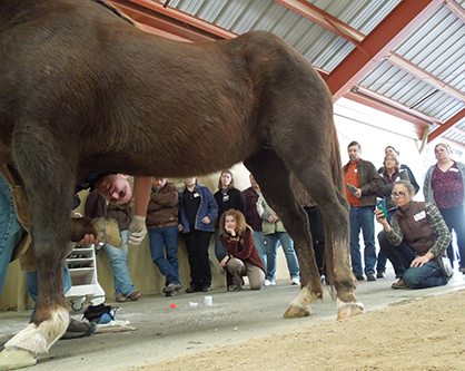 Who’s Who of Farriers and Veterinarians to Gather to Discuss Laminitis and Endocrine Disorders