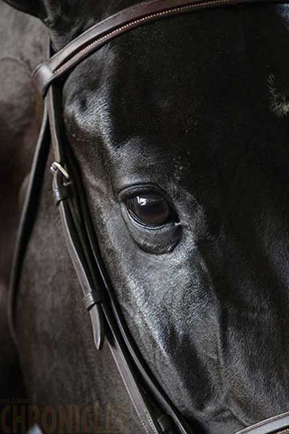 EC Photo of the Day: Black Beauty