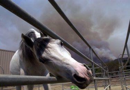 Guidelines For Horses Expose to Wildfire Smoke