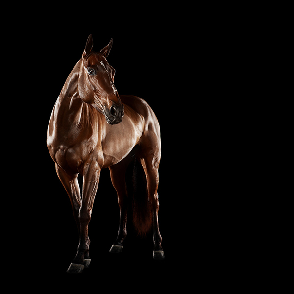 Former Zookeeper Turned Fine Art Photographer Trains His Lens on Polo Ponies