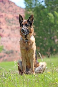 Delores Kuhlwein's German Shepherd, Bruno