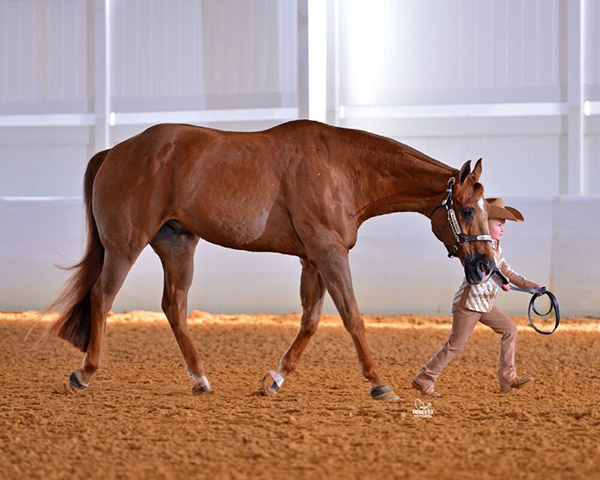 30-Year-Old Motion By Pro Makes Triumphant Return to Show Pen With Tiny, New Partner, Shayne Gilliam