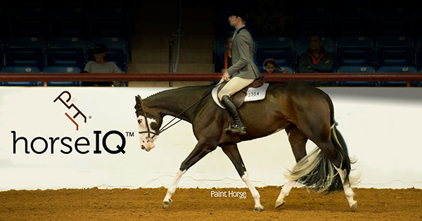 Hunter Under Saddle Trots into APHA’s HorseIQ Educational Lineup