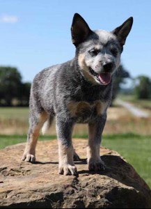 Scott Trahan's Heeler Lily