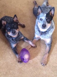 Tara Lombardo Landon's Heelers