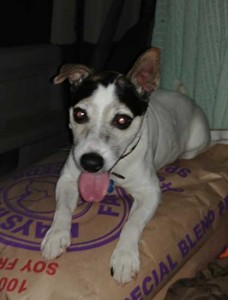 Missy Neill's Jack Russell Terrier