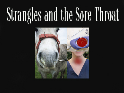 How Strangles Research in Horses Can Help You From Getting “Hoarse”
