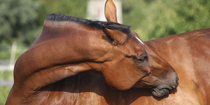 A Horse’s Digestive System is… Complicated
