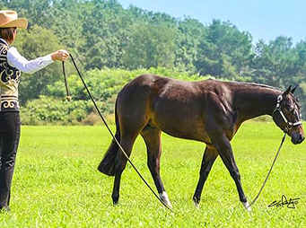 Yearling Longe Line – It Doesn’t Deserve Such a Bad Rap