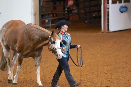 All APHA Amateurs at 2018 World Show Will Have Chance to Win 3-Horse Trailer!