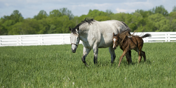 Every Horse Needs These Five Things