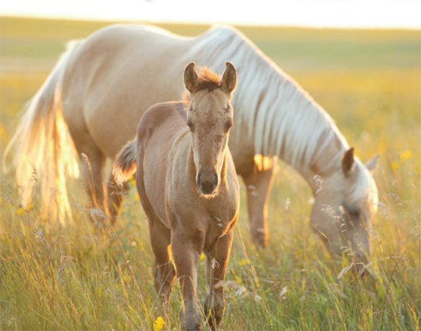 AQHA Honors 50-Year Breeders