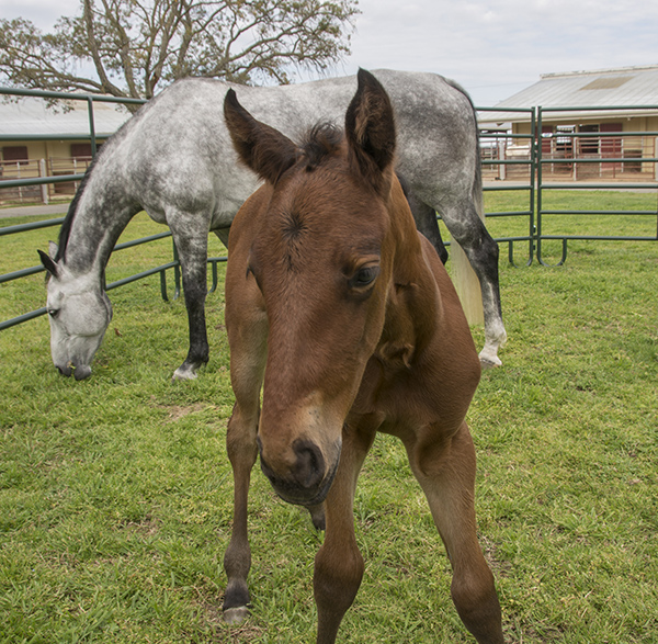 UC Davis Announces First Foal Born by In Vitro Pregnancy