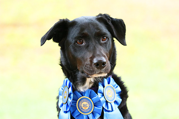 Why a Dog Show is NOTHING and EVERYTHING Like a Horse Show