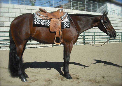 Thin Your Herd in May Internet Horse Auctions