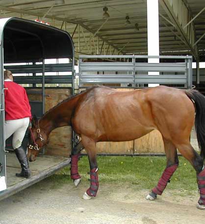 “Are You ‘Stressing Out’ Your Horse? Understanding Types of Stress & How to Manage or Reduce”