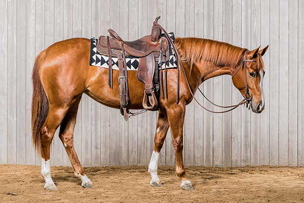 Utah State University Annual Production Sale Features Top Performance and Barrel Racing Pedigrees
