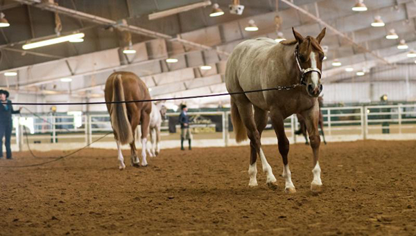 NSBA News- Yearling Nomination Deadline, World Deadline, Stallion Enrollment, Boot Camps, and More