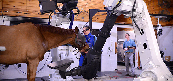 Innovative Diagnostics For Equine Arthritis