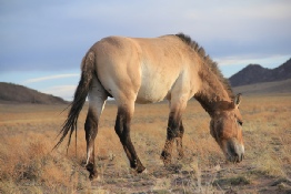 New Study Challenges the Origins of the Horse