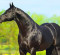 Appaloosas Unveil Their Own Breeders’ Halter Futurity Appaloosas Unveil Their Own Breeders’ Halter Futurity