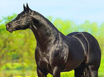 Appaloosas Unveil Their Own Breeders’ Halter Futurity