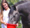 Feeding Horses to Help Prevent or Treat Ulcers Feeding Horses to Help Prevent or Treat Ulcers