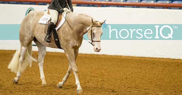 APHA Horse IQ Video Learning Now Includes Hunt Seat Equitation