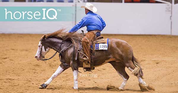 APHA’s HorseIQ Educational Video Series Adds Reining