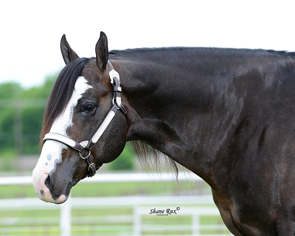 Original Cowboy Purchased by Jeff Burley and Dakota Cotner