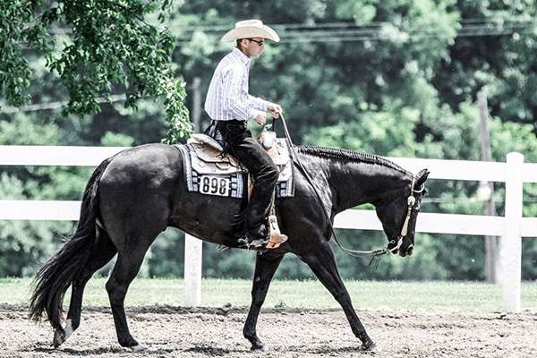 Around the Rings IQHA State Show