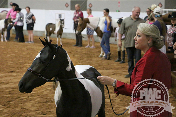 6/16-6/17- Weekend Results and Photos From 2018 Pinto World Show