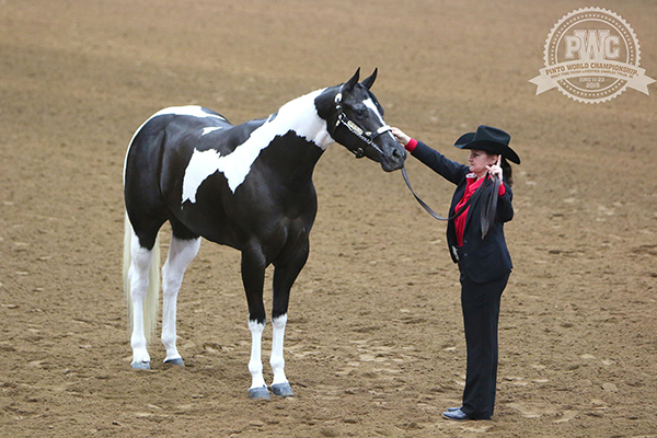 6/18 Results and Photos From 2018 Pinto World Show