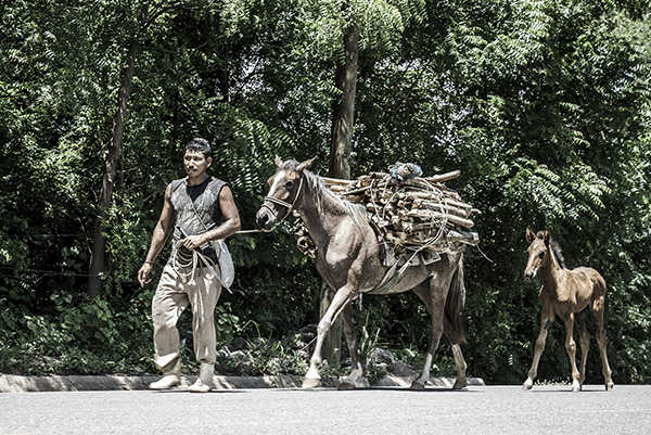 Charity Working to Help Equines Affected by Guatemala Volcano