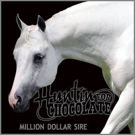 Our Sincerest Condolences Following Passing of AQHA Stallion, Huntin For Chocolate
