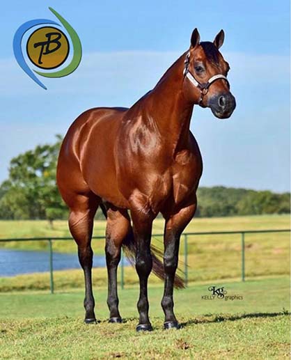 AQHA Stallions, Telasecret and Initials Only, Under New Management