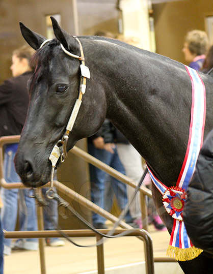 Sincerest Condolences Following Passing of Multiple World and Congress Champion, Ima Petite Classic