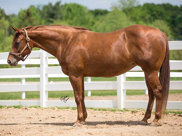 July Internet Auctions Feature Magnuson Farm Broodmares and Prospects